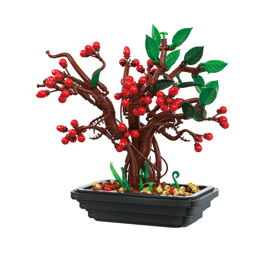 BAKA 33822 Hypericum bonsai