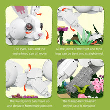 Xbert ZY66255 The White Rabbit